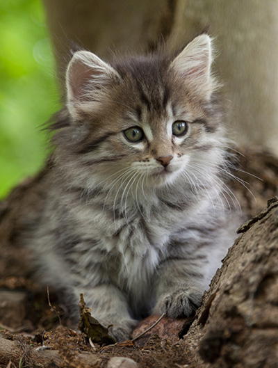 Marjukka - 7 weeks old