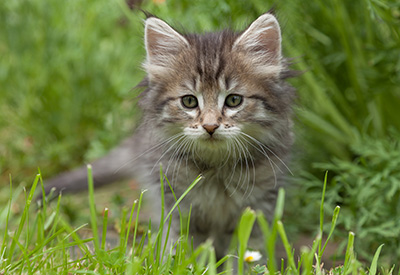 Marjukka - 7 weeks old