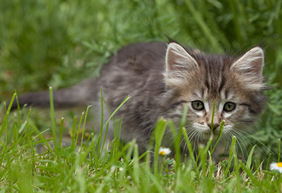 Marjukka - 7 weeks old