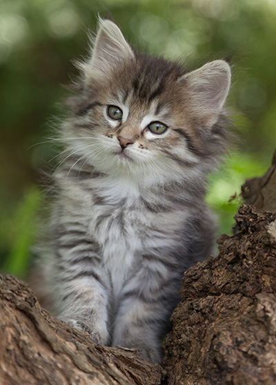 Marjukka - 7 weeks old