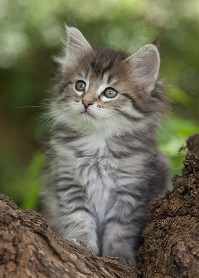 Marjukka - 7 weeks old