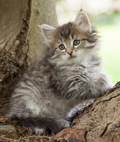 Marjukka - 7 weeks old
