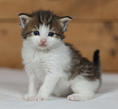 Markus - 3 weeks old
