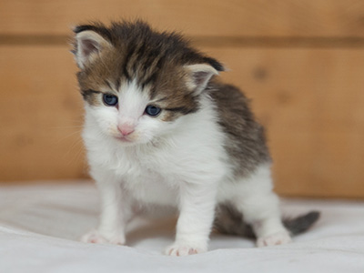 Markus - 3 weeks old