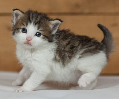 Markus - 3 weeks old