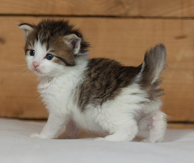 Markus - 3 weeks old