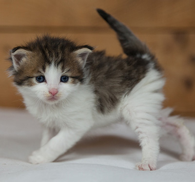 Markus - 3 weeks old