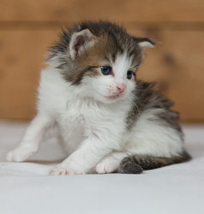 Markus - 3 weeks old