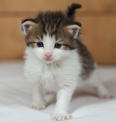 Markus - 3 weeks old
