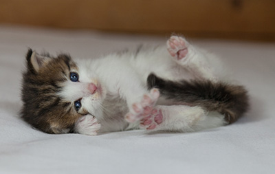 Markus - 3 weeks old