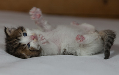 Markus - 3 weeks old