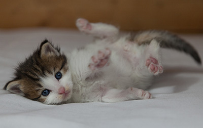 Markus - 3 weeks old