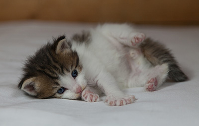 Markus - 3 weeks old