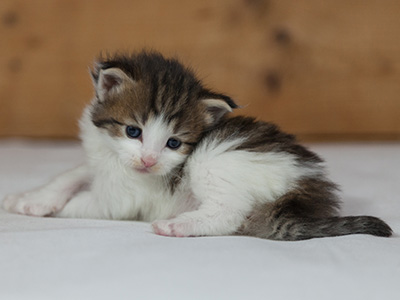 Markus - 3 weeks old