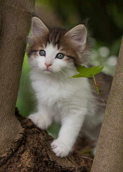 Markus - 7 weeks old