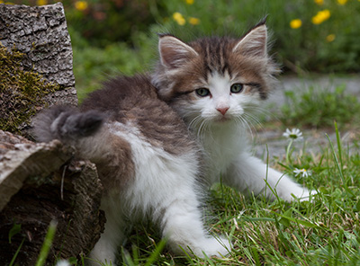 Markus - 7 weeks old