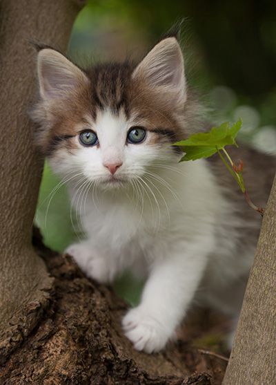 Markus - 7 weeks old