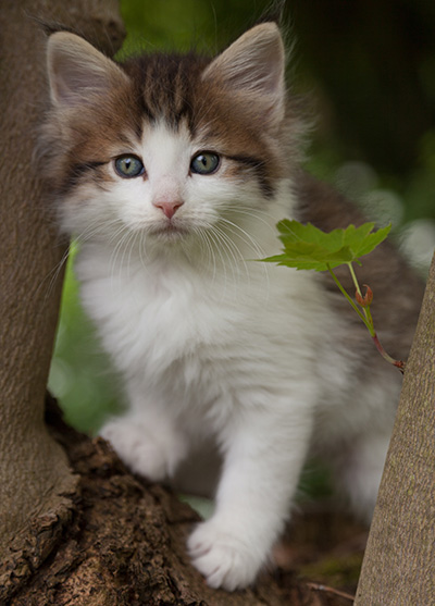 Markus - 7 weeks old