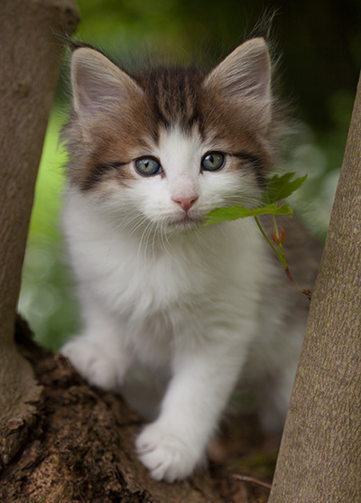 Markus - 7 weeks old