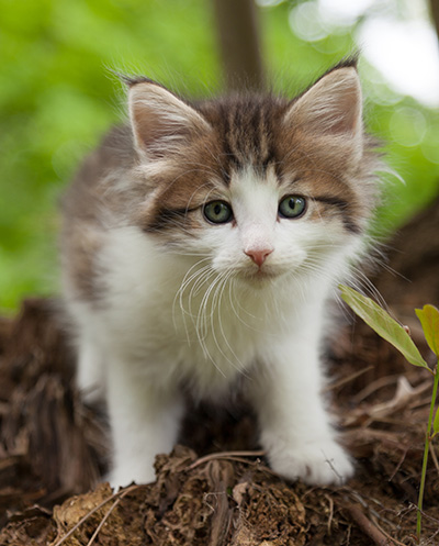 Markus - 7 weeks old