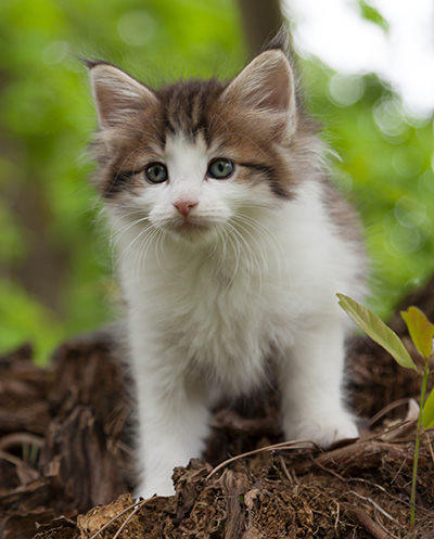 Markus - 7 weeks old