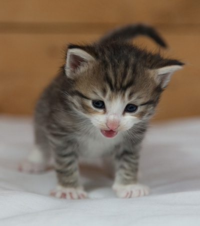 Mattias - 3 weeks old