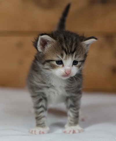 Mattias - 3 weeks old