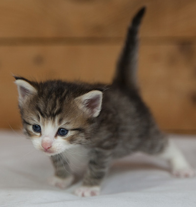 Mattias - 3 weeks old