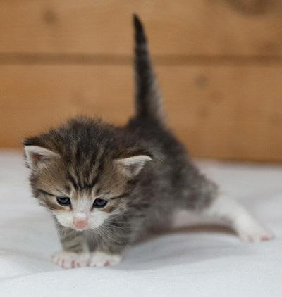 Mattias - 3 weeks old