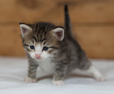 Mattias - 3 weeks old