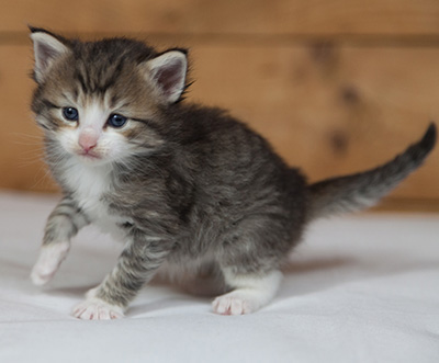 Mattias - 3 weeks old