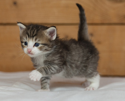 Mattias - 3 weeks old
