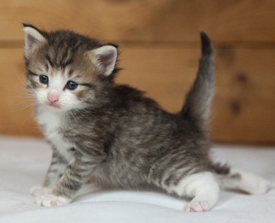 Mattias - 3 weeks old