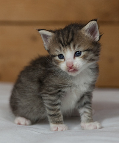 Mattias - 3 weeks old