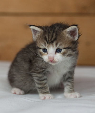 Mattias - 3 weeks old
