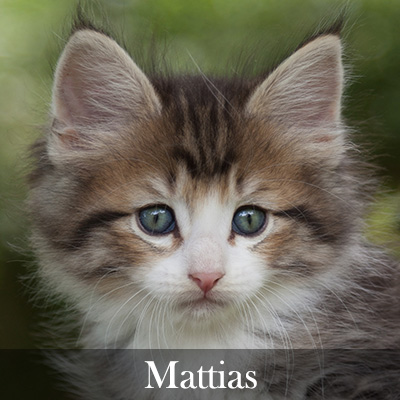 Mattias