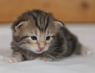 Micky - 3 weeks old