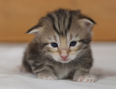 Micky - 3 weeks old