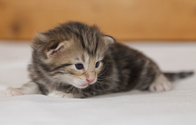 Micky - 3 weeks old