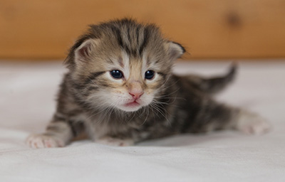 Micky - 3 weeks old
