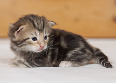 Micky - 3 weeks old