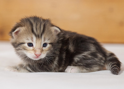 Micky - 3 weeks old
