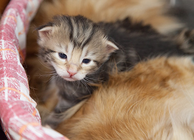 Micky - 3 weeks old