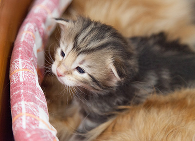Micky - 3 weeks old