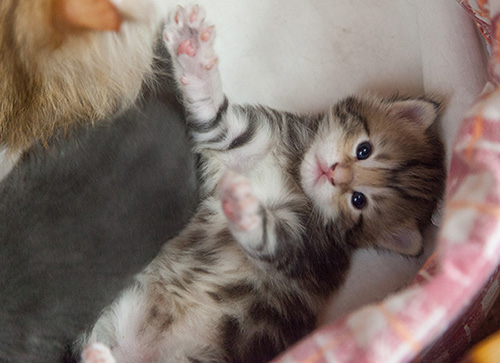 Micky - 3 weeks old