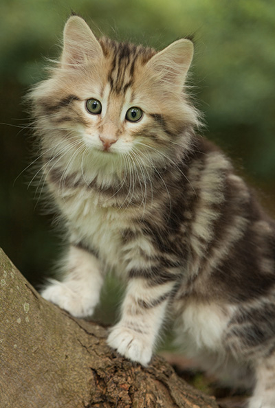 Micky - 7 weeks old