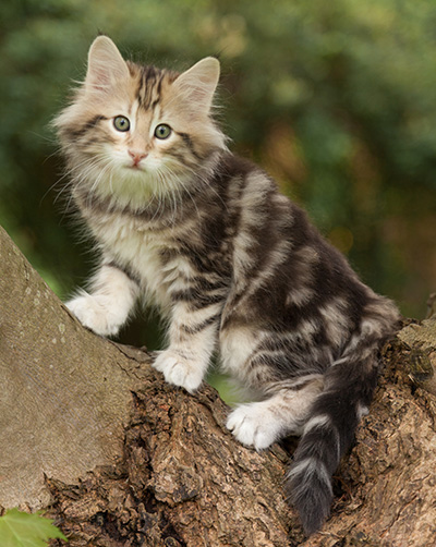 Micky - 7 weeks old
