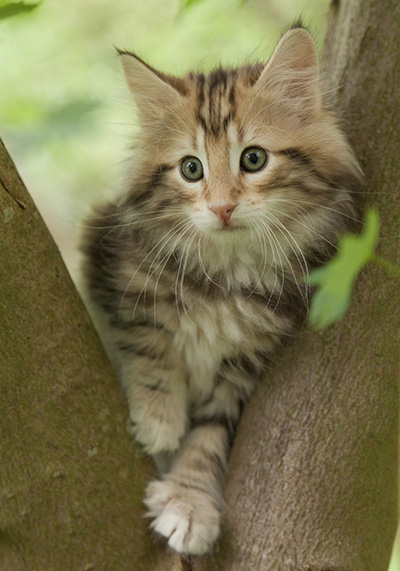 Micky - 7 weeks old