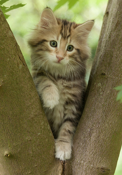 Micky - 7 weeks old