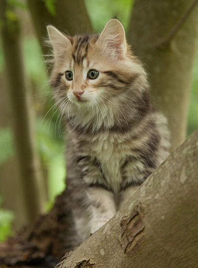 Micky - 7 weeks old